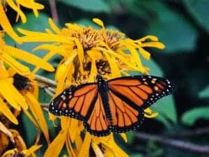 Ligulaire. Photo: Jasmine Kabuya Racine