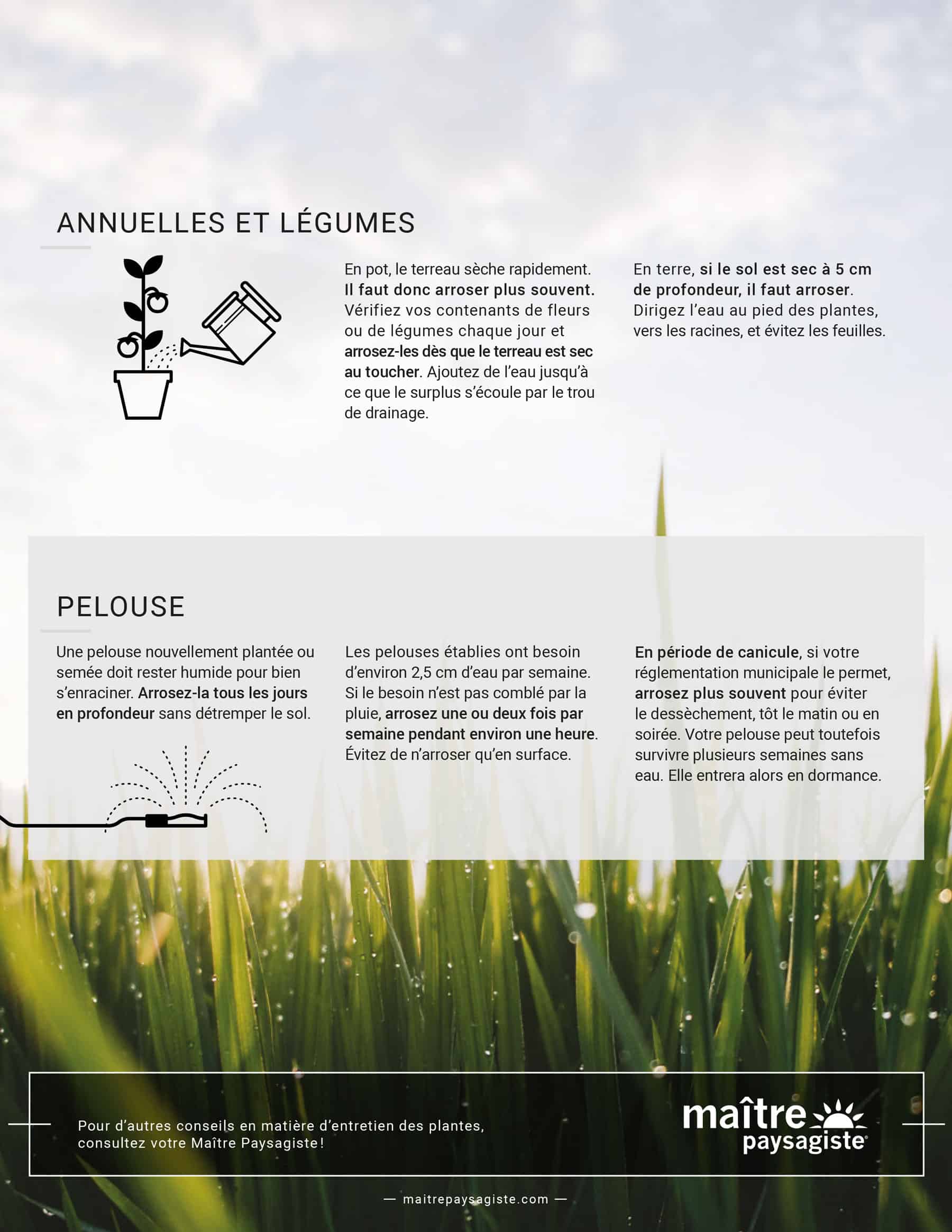 guide d'arrosage après plantation page 2